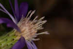 Georgia aster